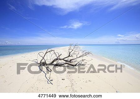 Bare tree on the beach of Bramble Haven, Louisiade Archipelago, Papua New Guinea View Large Photo Image Stock Photo - Bare tree on the beach of Bramble Haven, Louisiade Archipelago, Papua New Guinea . Fotosearch