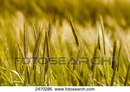 Barley crop growing in field View Large Photo Image Stock Photograph - Barley crop growing in field . Fotosearch