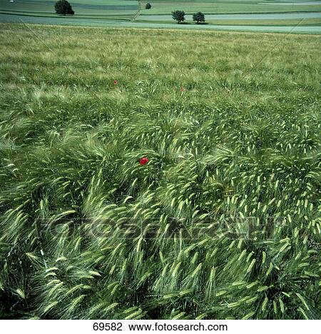 Stock Image - Barley field on rural landscape . Fotosearch
