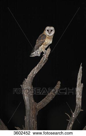 Stock Image - Barn Owl (Tyto alba) on a branch at night, Pilanesberg Game Reserve, South Africa . Fotosearch