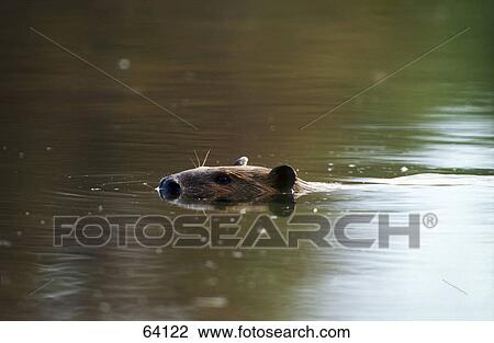 Stock Image - Beaver swimming in river, Canada . Fotosearch