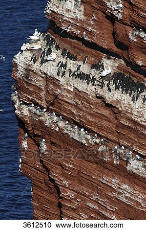Bird sanctuary on rock with breeding Common Murres (Uria aalge), Black-legged Kittiwakes (Rissa tridactyla) and Northern Gannets (Morus bassanus), Helgoland, Germany View Large Photo Image Stock Image - Bird sanctuary on rock with breeding Common Murres (Uria aalge), Black-legged Kittiwakes (Rissa tridactyla) and Northern Gannets (Morus bassanus), Helgoland, Germany . Fotosearch
