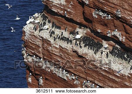 Stock Image - Bird sanctuary on rock with breeding Common Murres (Uria aalge), Black-legged Kittiwakes (Rissa tridactyla) and Northern Gannets (Morus bassanus), Helgoland, Germany . Fotosearch