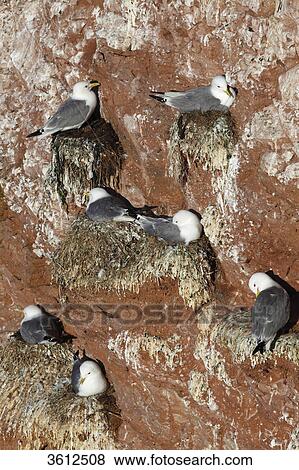 Stock Photo - Bird sanctuary on rock with breeding Black-legged Kittiwakes (Rissa tridactyla), Helgoland, Germany . Fotosearch