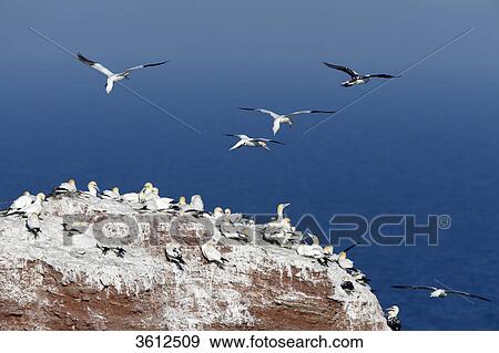 Stock Photo - Bird sanctuary on rock with breeding Northern Gannets (Morus bassanus), Helgoland, Germany . Fotosearch