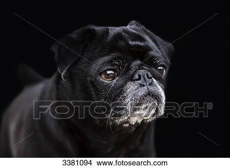 Black pug, portrait View Large Photo Image Picture - Black pug, portrait . Fotosearch