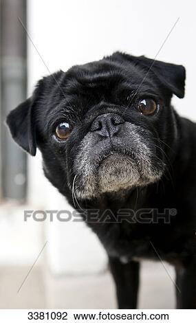 Black pug, portrait View Large Photo Image Stock Image - Black pug, portrait . Fotosearch