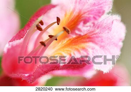 blossom of horse chestnut tree (Aesculus hippocastanum), close-up View Large Photo Image Stock Image - blossom of horse chestnut tree (Aesculus hippocastanum), close-up . Fotosearch