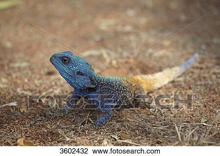 Blue-headed agama (Acanthocercus atricollis), Pilanesberg Game Reserve, South Africa View Large Photo Image Stock Image - Blue-headed agama (Acanthocercus atricollis), Pilanesberg Game Reserve, South Africa . Fotosearch