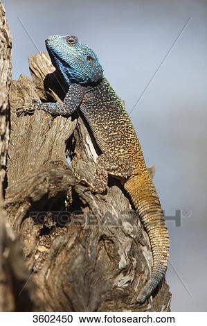 Stock Image - Blue-headed agama (Acanthocercus atricollis) on a tree stump, Pilanesberg Game Reserve, South Africa . Fotosearch