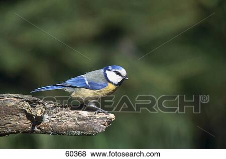 Blue Tit (Parus caeruleus) bird perching on branch View Large Photo Image Stock Photo - Blue Tit (Parus caeruleus) bird perching on branch . Fotosearch