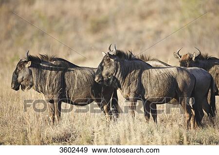 Blue Wildebeests (Connochaetes taurinus) in the savannah, Pilanesberg Game Reserve, South Africa View Large Photo Image Stock Photo - Blue Wildebeests (Connochaetes taurinus) in the savannah, Pilanesberg Game Reserve, South Africa . Fotosearch