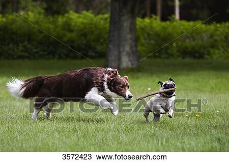 Border Collie and pug playing in garden View Large Photo Image Stock Image - Border Collie and pug playing in garden . Fotosearch