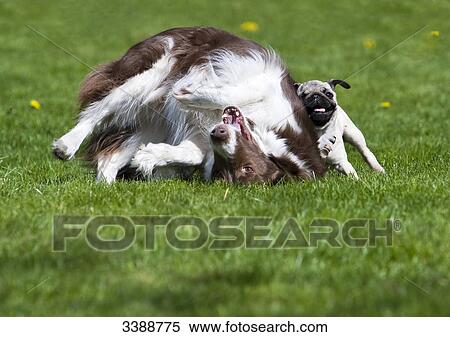 Stock Photography - Border Collie and pug puppy playing on lawn . Fotosearch