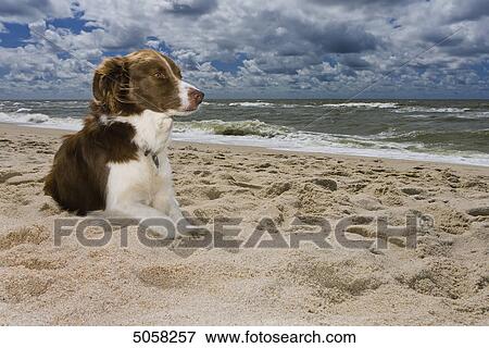 Border Collie at North Sea, Sylt, Schleswig-Holstein, Germany, Europe View Large Photo Image Stock Photo - Border Collie at North Sea, Sylt, Schleswig-Holstein, Germany, Europe . Fotosearch