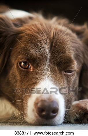 Border Collie blinking at camera View Large Photo Image Stock Image - Border Collie blinking at camera . Fotosearch