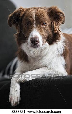 Border Collie lying on sofa, portrait View Large Photo Image Stock Image - Border Collie lying on sofa, portrait . Fotosearch