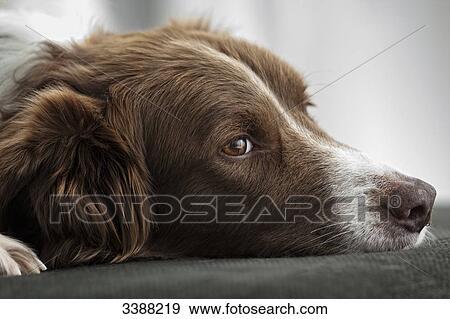 Stock Photo - Border Collie lying on sofa, portrait . Fotosearch