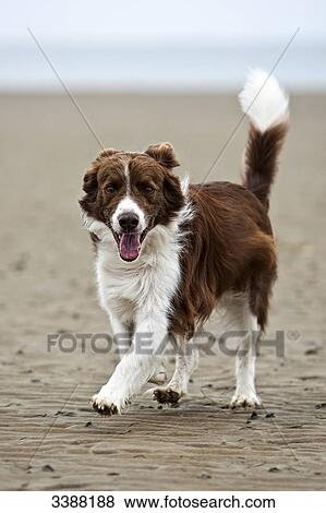 Border Collie on sandy beach, Sylt, Germany View Large Photo Image Stock Photo - Border Collie on sandy beach, Sylt, Germany . Fotosearch