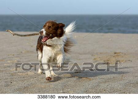 Border Collie playing with a stick on the beach, Sylt, Germany View Large Photo Image Stock Image - Border Collie playing with a stick on the beach, Sylt, Germany . Fotosearch