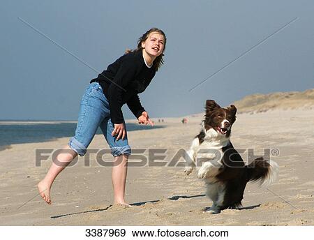Border Collie playing with a stick on the beach, Sylt, Germany View Large Photo Image Stock Photo - Border Collie playing with a stick on the beach, Sylt, Germany . Fotosearch