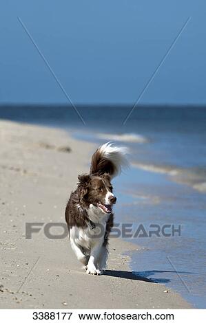 Border Collie running along sandy beach, Sylt, Germany View Large Photo Image Stock Photo - Border Collie running along sandy beach, Sylt, Germany . Fotosearch