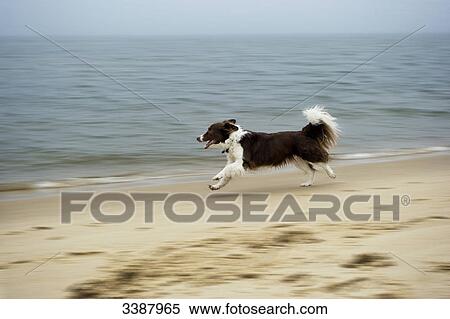 Border Collie running along sandy beach, Sylt, Germany, side view View Large Photo Image Stock Photography - Border Collie running along sandy beach, Sylt, Germany, side view . Fotosearch