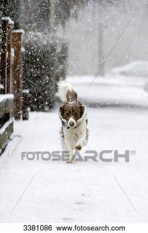 Stock Photograph - Border Collie running in snow over pavement . Fotosearch