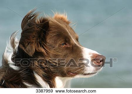 Border Collie, sea in the backrpound, portrait View Large Photo Image Stock Photo - Border Collie, sea in the backrpound, portrait . Fotosearch