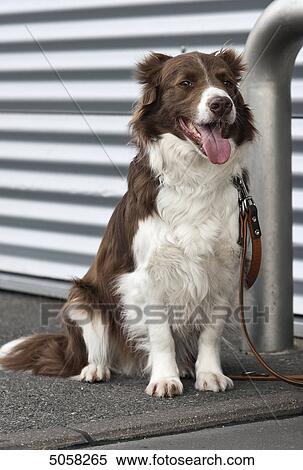 Border Collie View Large Photo Image Stock Photography - Border Collie . Fotosearch