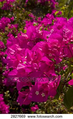 bougainvillea, close-up View Large Photo Image Stock Photo - bougainvillea, close-up . Fotosearch