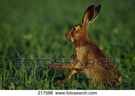 Brown Hare (Lepus europaeus) in field, Germany View Large Photo Image Stock Photo - Brown Hare (Lepus europaeus) in field, Germany . Fotosearch