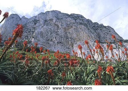 Stock Photo - Bushes with limestone promontory, Rock of Gibraltar, Gibraltar . Fotosearch