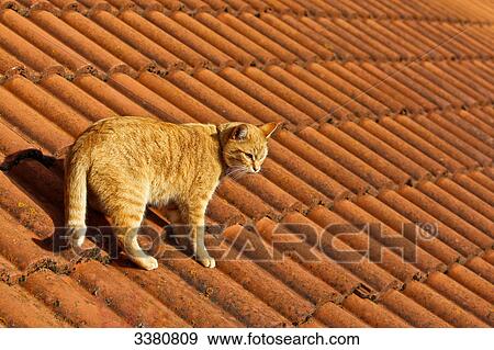 Stock Photo - Cat on a tiled roof . Fotosearch