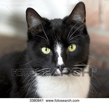 Cat View Large Photo Image Stock Image - Cat . Fotosearch