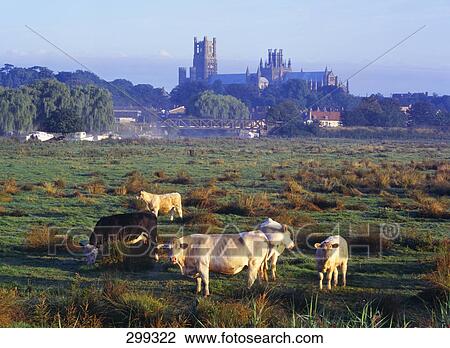Stock Image - Cattle grazing in front of cathedral, Ely Cathedral, Cambridgeshire, England . Fotosearch