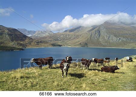 Stock Photograph - Cattle grazing near lake, Mont Cenis, Savoie, France . Fotosearch