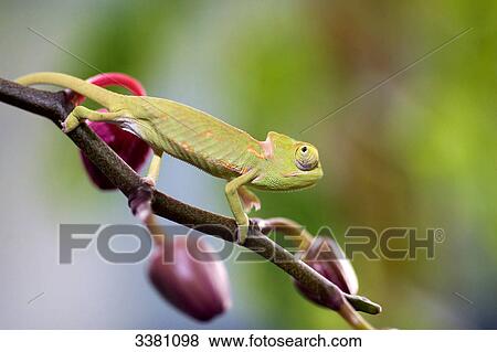 Stock Photo - Chamaeleo calyptratus on branch . Fotosearch
