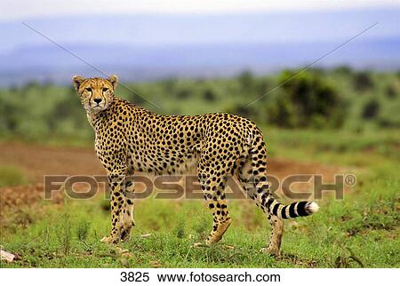 Stock Photography - Cheetah (Acinonyx jubatus) standing in field, Masai Mara National Reserve, National Reserve, Kenya . Fotosearch