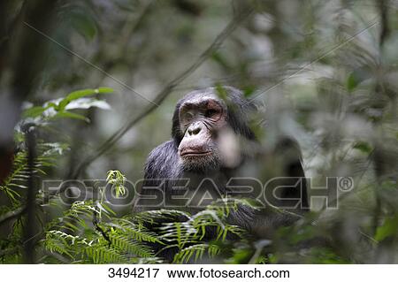 Chimpanzee, Pan troglodytes, Kibale National Park, Uganda, East Africa, Africa View Large Photo Image Stock Photo - Chimpanzee, Pan troglodytes, Kibale National Park, Uganda, East Africa, Africa . Fotosearch