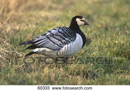 Stock Image - Close-up of Barnacle Goose (Branta leucopsis) in field . Fotosearch