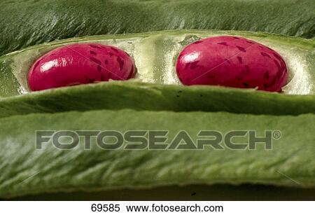 Stock Photography - Close-up of beans in pod . Fotosearch