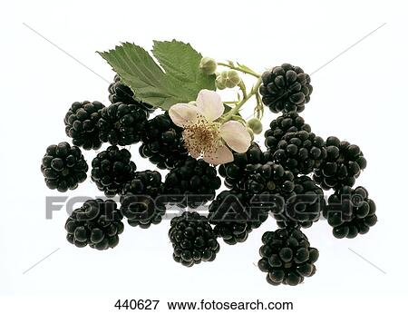 Close-up of black raspberries View Large Photo Image Stock Photo - Close-up of black raspberries . Fotosearch