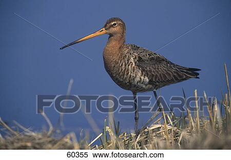 Close-up of Black-tailed Godwit (Limosa limosa) bird on grass View Large Photo Image Stock Photography - Close-up of Black-tailed Godwit (Limosa limosa) bird on grass . Fotosearch