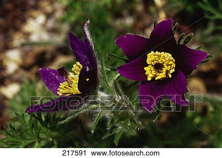 Stock Image - Close-up of blooming flower of Dane's Blood (Pulsatilla vulgaris) . Fotosearch