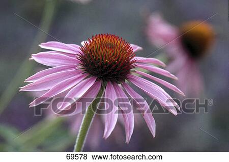 Stock Photo - Close-up of blooming flower . Fotosearch