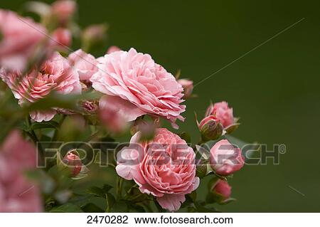 Close-up of blooming pink rose View Large Photo Image Stock Image - Close-up of blooming pink rose . Fotosearch