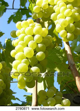Stock Image - Close-up of bunch of grapes on branches . Fotosearch