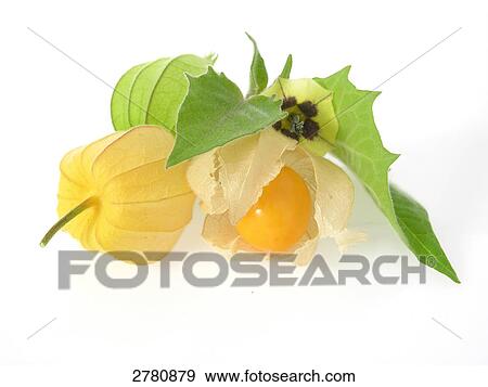 Close-up of Cape Gooseberry (Physalis peruviana) on white background View Large Photo Image Stock Photo - Close-up of Cape Gooseberry (Physalis peruviana) on white background . Fotosearch