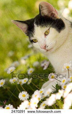 Close-up of cat sitting in daisy (Bellis perennis) field View Large Photo Image Stock Image - Close-up of cat sitting in daisy (Bellis perennis) field . Fotosearch